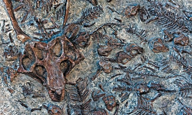 Иллюстрация к книге — Динозавры. 150 000 000 лет господства на Земле [i_174.jpg]