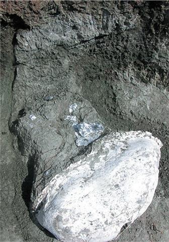 Иллюстрация к книге — Динозавры. 150 000 000 лет господства на Земле [i_175.jpg]