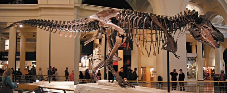 Иллюстрация к книге — Динозавры. 150 000 000 лет господства на Земле [i_181.jpg]