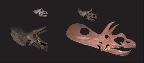 Иллюстрация к книге — Динозавры. 150 000 000 лет господства на Земле [i_185.jpg]