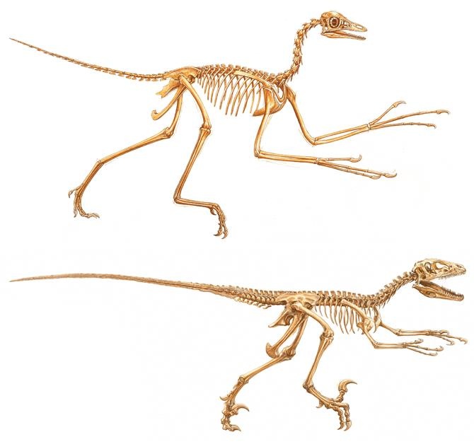 Иллюстрация к книге — Динозавры. 150 000 000 лет господства на Земле [i_191.jpg]
