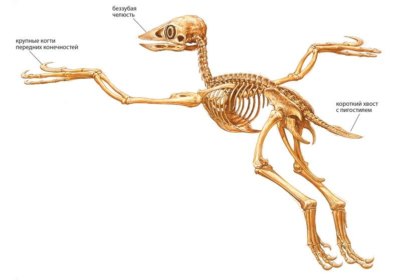 Иллюстрация к книге — Динозавры. 150 000 000 лет господства на Земле [i_193.jpg]