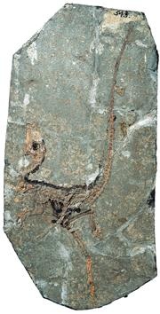 Иллюстрация к книге — Динозавры. 150 000 000 лет господства на Земле [i_198.jpg]