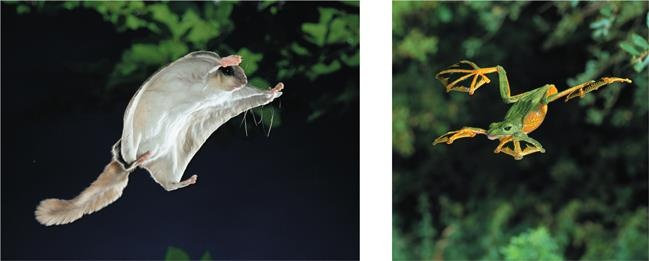 Иллюстрация к книге — Динозавры. 150 000 000 лет господства на Земле [i_199.jpg]