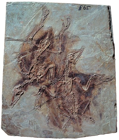 Иллюстрация к книге — Динозавры. 150 000 000 лет господства на Земле [i_206.jpg]