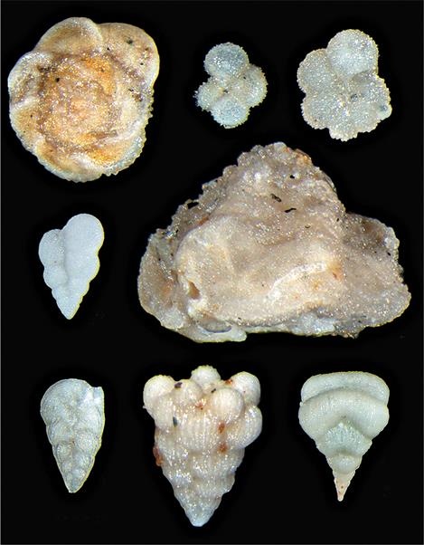 Иллюстрация к книге — Динозавры. 150 000 000 лет господства на Земле [i_215.jpg]