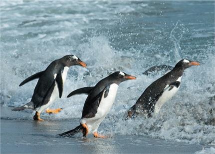 Иллюстрация к книге — Динозавры. 150 000 000 лет господства на Земле [i_220.jpg]