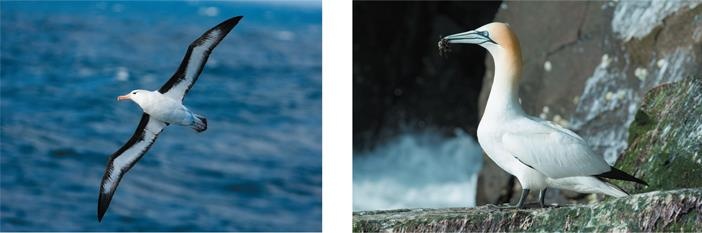 Иллюстрация к книге — Динозавры. 150 000 000 лет господства на Земле [i_221.jpg]