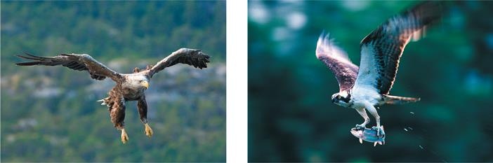 Иллюстрация к книге — Динозавры. 150 000 000 лет господства на Земле [i_223.jpg]