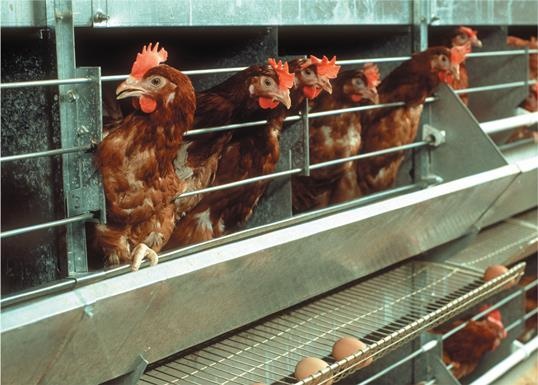 Иллюстрация к книге — Динозавры. 150 000 000 лет господства на Земле [i_227.jpg]