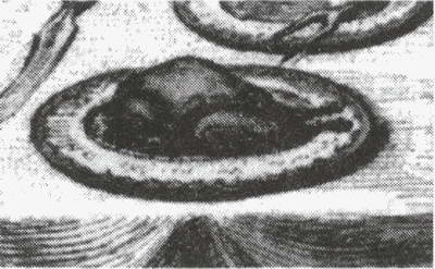 Иллюстрация к книге — Обреченные королевы [i_209.jpg]