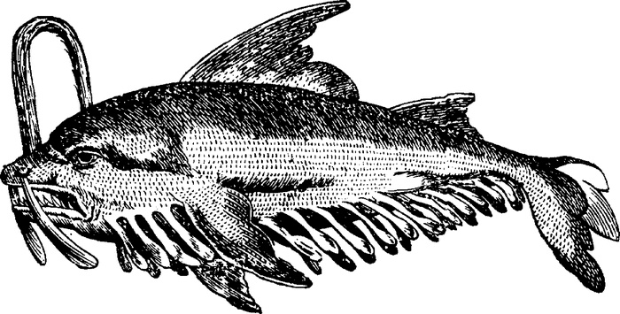 Иллюстрация к книге — Средневековый бестиарий. Что думали наши предки об окружающем их мире [i_133.jpg]