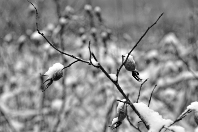 Иллюстрация к книге — Голубиная книга анархиста [i_001.jpg]