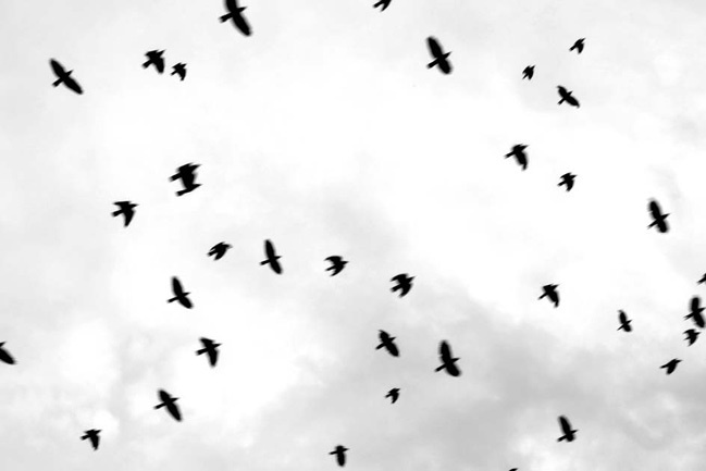 Иллюстрация к книге — Голубиная книга анархиста [i_007.jpg]