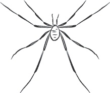 Иллюстрация к книге — 1111 удивительных фактов, которых вы не знали [i_012.jpg]