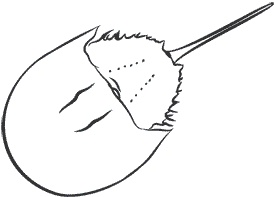 Иллюстрация к книге — 1111 удивительных фактов, которых вы не знали [i_036.jpg]