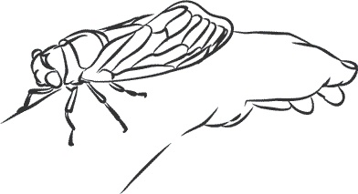 Иллюстрация к книге — 1111 удивительных фактов, которых вы не знали [i_091.jpg]