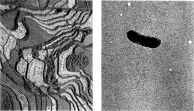 Иллюстрация к книге — Эпоха крайностей. Короткий двадцатый век 1914 - 1991 [image20.jpg]