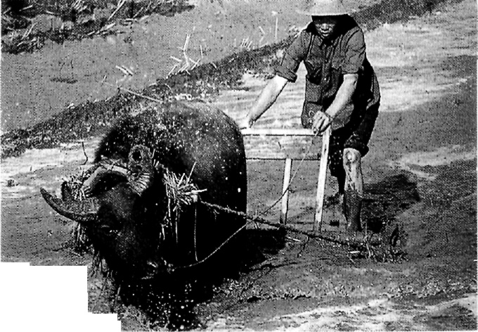 Иллюстрация к книге — Эпоха крайностей. Короткий двадцатый век 1914 - 1991 [image21.jpg]