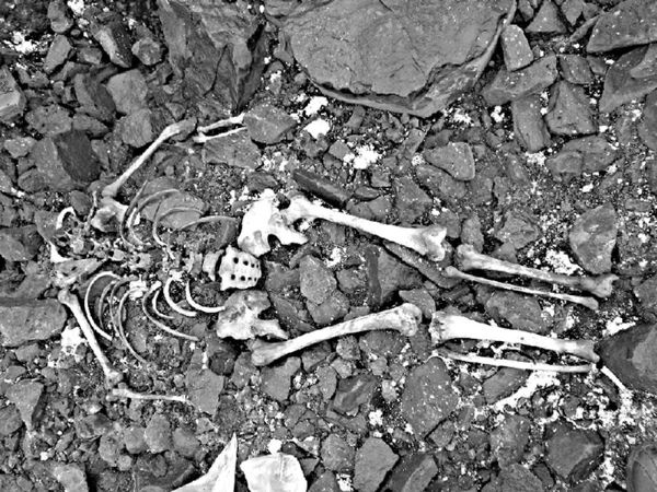 Иллюстрация к книге — Загадка штурмана Альбанова [i_022.jpg]