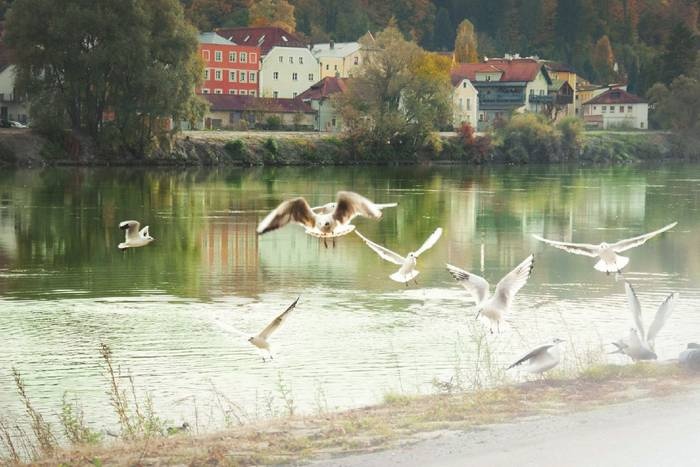 Иллюстрация к книге — Дунай. Река империй [i_169.jpg]