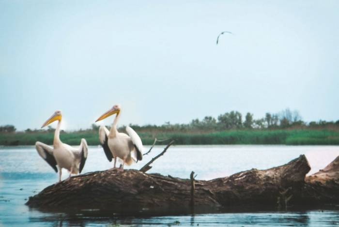 Иллюстрация к книге — Дунай. Река империй [i_176.jpg]