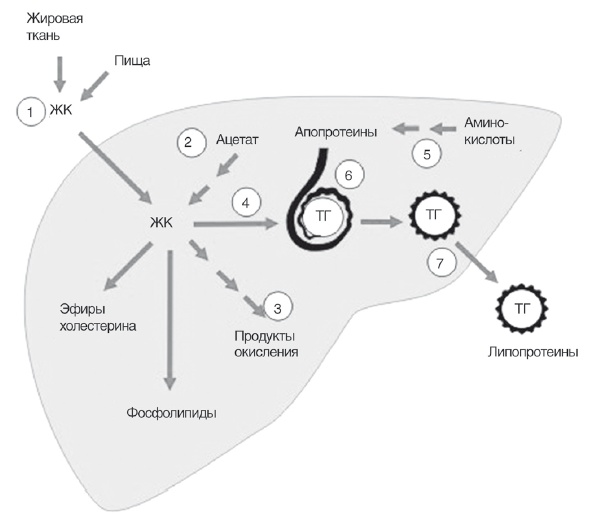 Иллюстрация к книге — Неалкогольная жировая болезнь печени [i_012.jpg]