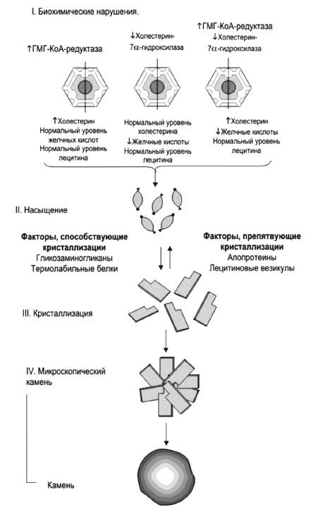 Иллюстрация к книге — Неалкогольная жировая болезнь печени [i_017.jpg]