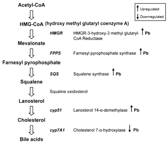 Иллюстрация к книге — Неалкогольная жировая болезнь печени [i_025.jpg]
