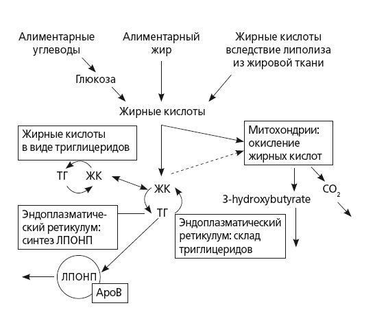 Иллюстрация к книге — Неалкогольная жировая болезнь печени [i_027.jpg]