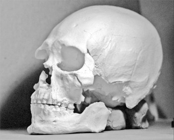 Иллюстрация к книге — Русские булки. Великая сила еды [i_012.jpg]