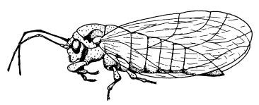 Иллюстрация к книге — Рождение сложности. Эволюционная биология сегодня. Неожиданные открытия и новые вопросы [i_020.jpg]