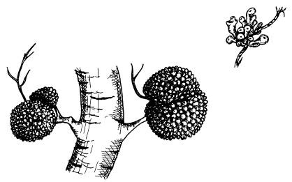 Иллюстрация к книге — Рождение сложности. Эволюционная биология сегодня. Неожиданные открытия и новые вопросы [i_021.jpg]