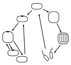 Иллюстрация к книге — Рождение сложности. Эволюционная биология сегодня. Неожиданные открытия и новые вопросы [i_025.jpg]