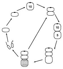 Иллюстрация к книге — Рождение сложности. Эволюционная биология сегодня. Неожиданные открытия и новые вопросы [i_026.jpg]