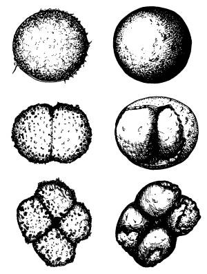 Иллюстрация к книге — Рождение сложности. Эволюционная биология сегодня. Неожиданные открытия и новые вопросы [i_035.jpg]