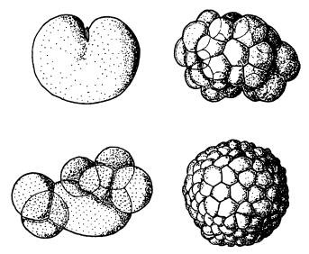 Иллюстрация к книге — Рождение сложности. Эволюционная биология сегодня. Неожиданные открытия и новые вопросы [i_042.jpg]