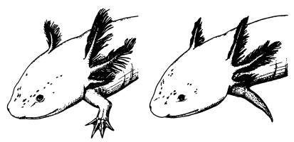 Иллюстрация к книге — Рождение сложности. Эволюционная биология сегодня. Неожиданные открытия и новые вопросы [i_044.jpg]