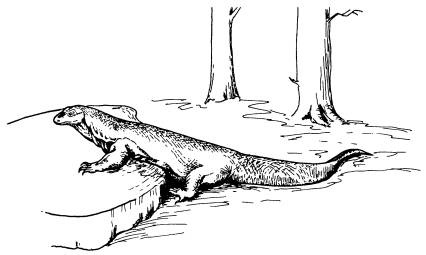 Иллюстрация к книге — Рождение сложности. Эволюционная биология сегодня. Неожиданные открытия и новые вопросы [i_046.jpg]