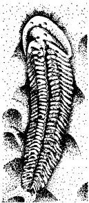 Иллюстрация к книге — Рождение сложности. Эволюционная биология сегодня. Неожиданные открытия и новые вопросы [i_047.jpg]