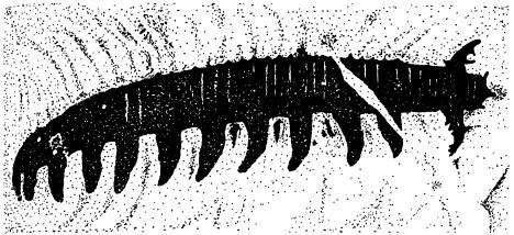 Иллюстрация к книге — Рождение сложности. Эволюционная биология сегодня. Неожиданные открытия и новые вопросы [i_052.jpg]