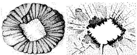 Иллюстрация к книге — Рождение сложности. Эволюционная биология сегодня. Неожиданные открытия и новые вопросы [i_053.jpg]