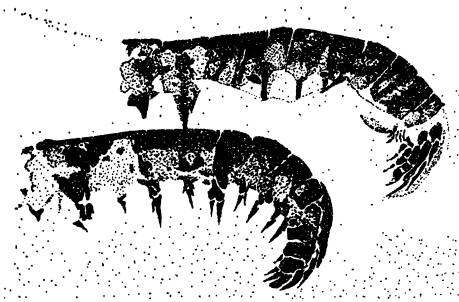 Иллюстрация к книге — Рождение сложности. Эволюционная биология сегодня. Неожиданные открытия и новые вопросы [i_054.jpg]