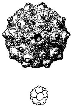 Иллюстрация к книге — Рождение сложности. Эволюционная биология сегодня. Неожиданные открытия и новые вопросы [i_056.jpg]