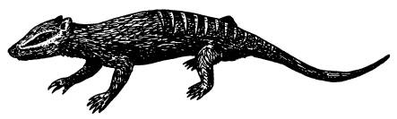 Иллюстрация к книге — Рождение сложности. Эволюционная биология сегодня. Неожиданные открытия и новые вопросы [i_063.jpg]