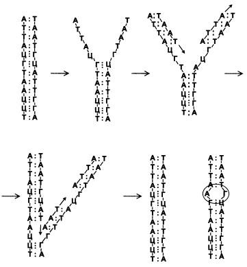 Иллюстрация к книге — Рождение сложности. Эволюционная биология сегодня. Неожиданные открытия и новые вопросы [i_069.jpg]
