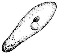 Иллюстрация к книге — Рождение сложности. Эволюционная биология сегодня. Неожиданные открытия и новые вопросы [i_073.jpg]