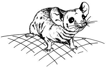 Иллюстрация к книге — Рождение сложности. Эволюционная биология сегодня. Неожиданные открытия и новые вопросы [i_077.jpg]