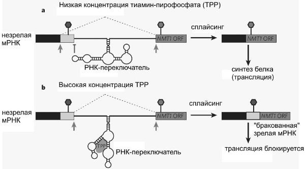 Иллюстрация к книге — Рождение сложности. Эволюционная биология сегодня. Неожиданные открытия и новые вопросы [i_081.jpg]