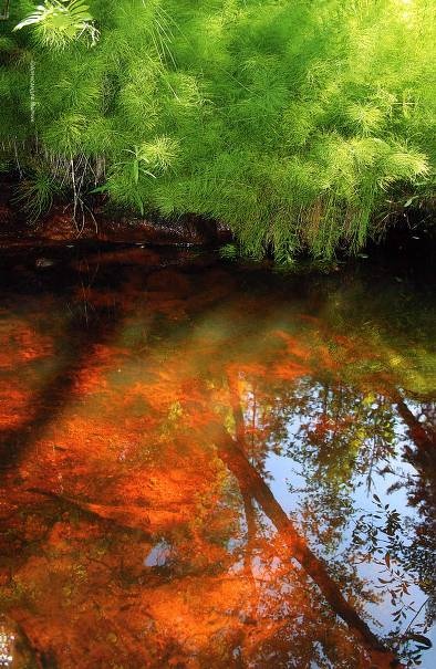 Иллюстрация к книге — Рождение сложности. Эволюционная биология сегодня. Неожиданные открытия и новые вопросы [i_087.jpg]